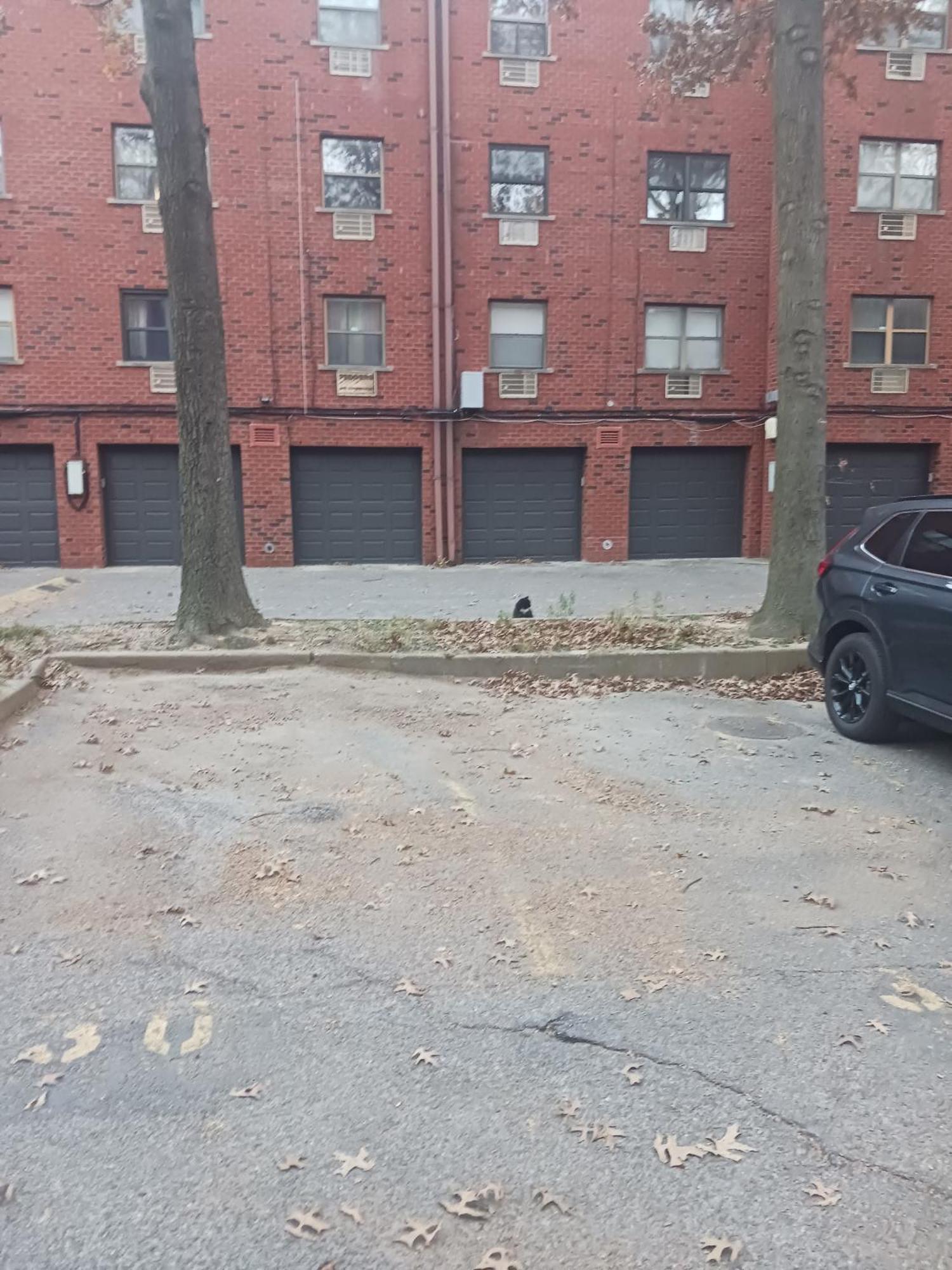 Comfy Cat Lover's In Fresh Meadows Homestay New York