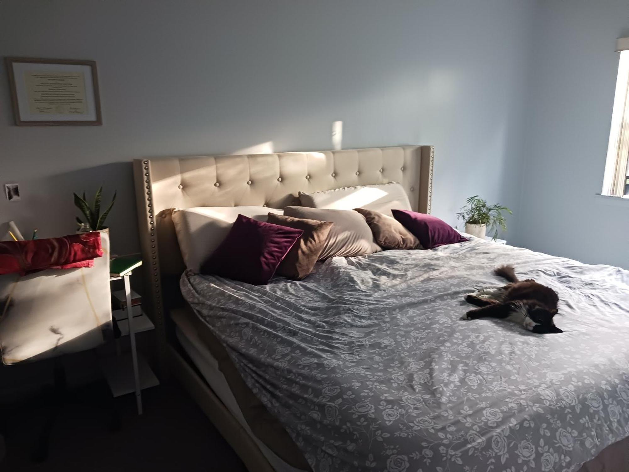 Homestay Comfy Cat Lover's In Fresh Meadows *