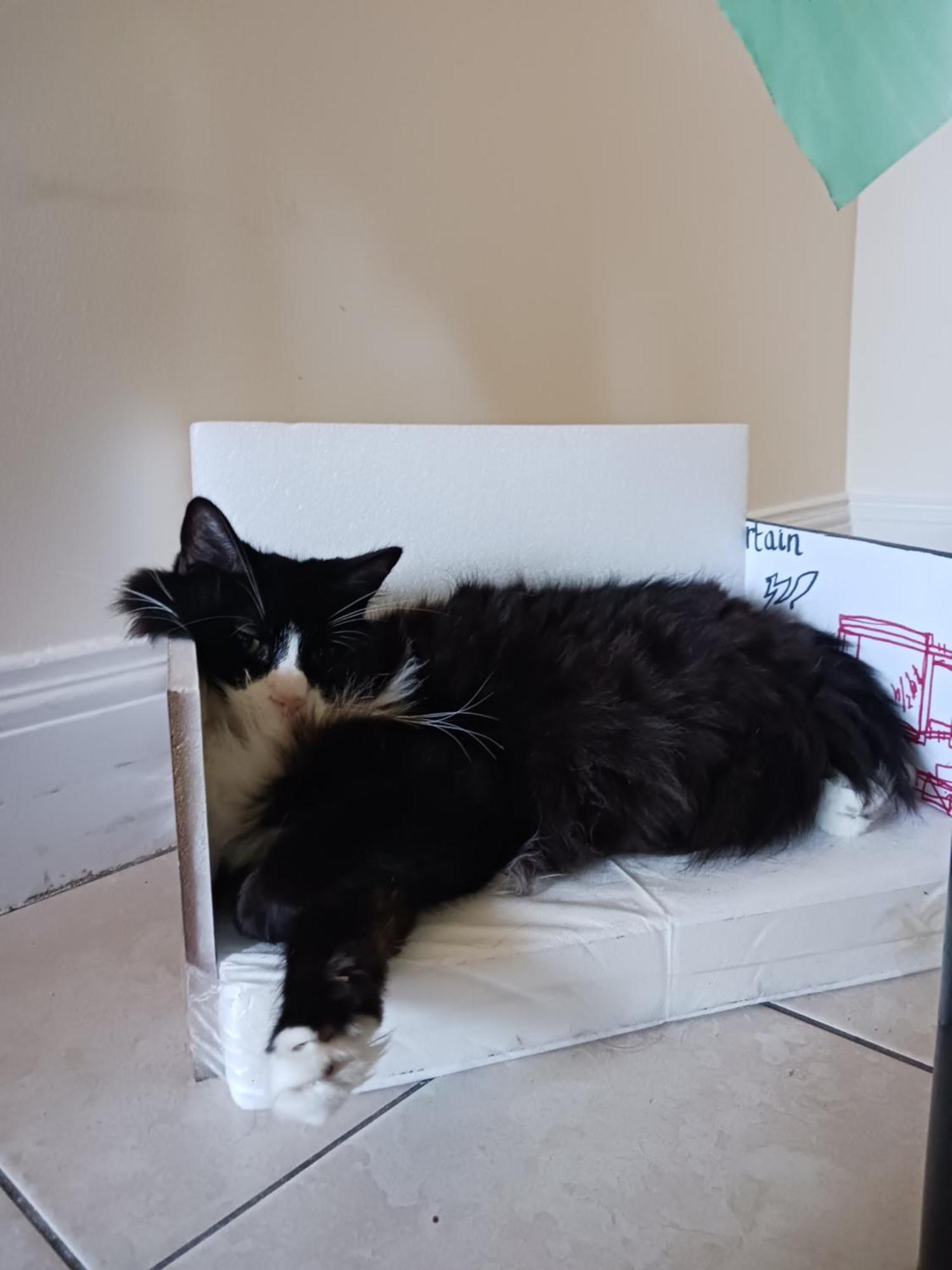 Comfy Cat Lover's In Fresh Meadows